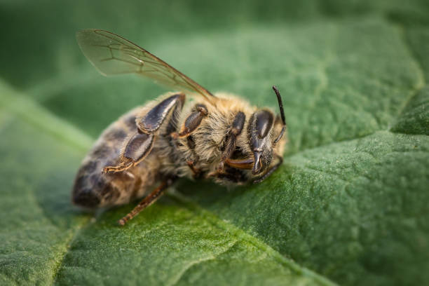 image de macro d’une abeille morte sur une feuille d’une ruche en déclin, tourmenté par le syndrome d’effondrement des colonies et d’autres maladies - colony collapse disorder photos et images de collection