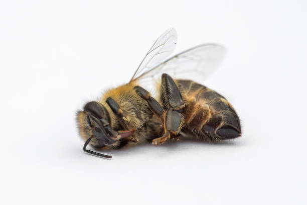 image de macro d’une abeille morte sur fond blanc d’une ruche en déclin, tourmenté par le syndrome d’effondrement des colonies et d’autres maladies - colony collapse disorder photos et images de collection