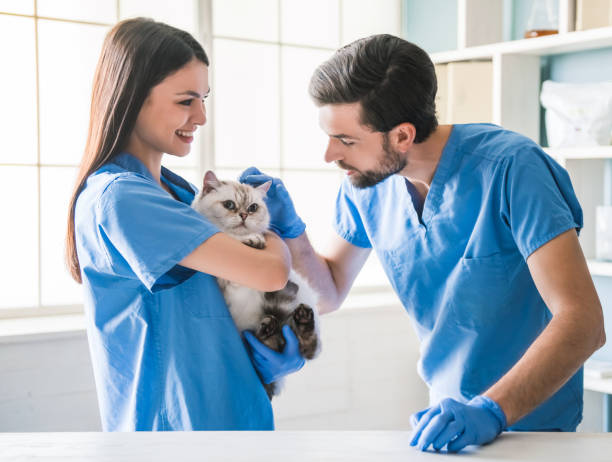 istock At the veterinarian 820366028