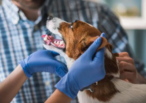 Cute dog is looking at his guardian while is being examined by the veterinarian
