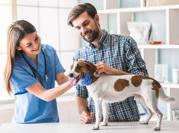 istock At the veterinarian 820366628