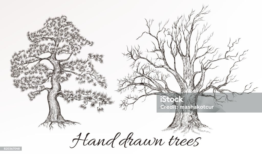 Vector hand drawn high detailed trees for design Set or vector collection from two hand drawn filigree trees Drawing - Activity stock vector