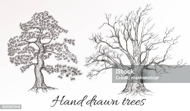 Vector Hand Drawn High Detailed Trees For Design Stock Illustration - Download Image Now - Drawing - Activity, Drawing - Art Product, Treelined