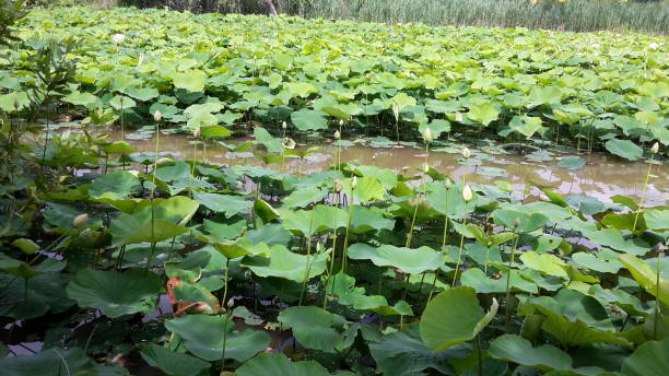 istock field of loto 820369488