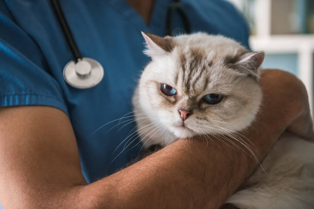 istock At the veterinarian 820371160