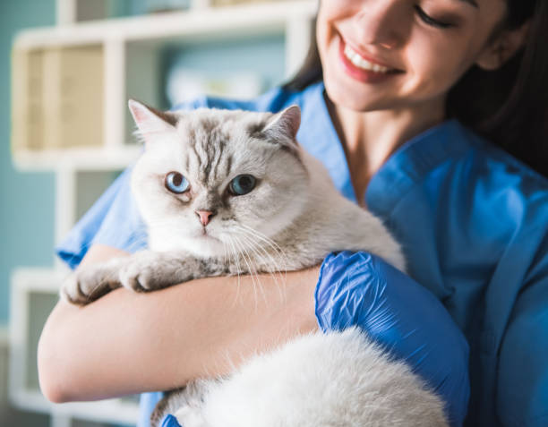 istock At the veterinarian 820371276