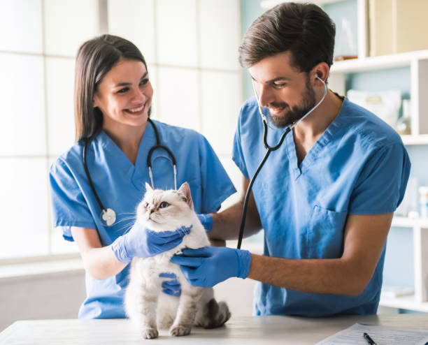 istock At the veterinarian 820371822