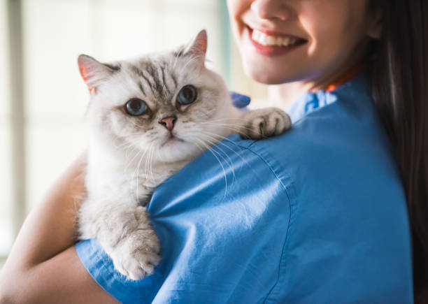 at the veterinarian - vet domestic cat veterinary medicine stethoscope imagens e fotografias de stock