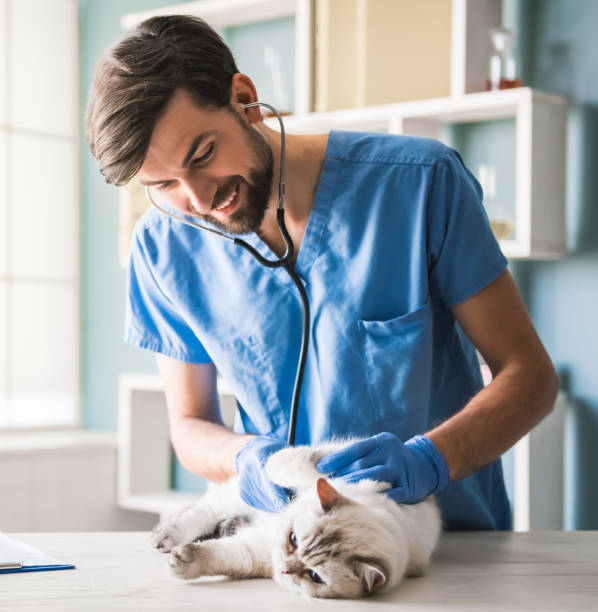 at the veterinarian - vet domestic cat veterinary medicine stethoscope imagens e fotografias de stock