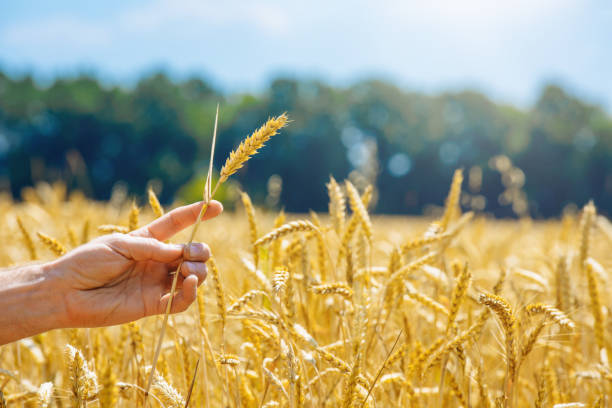istock Wheat ears in the hand.Harvest concept 820374770