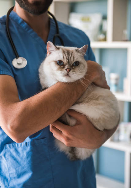 istock At the veterinarian 820374850
