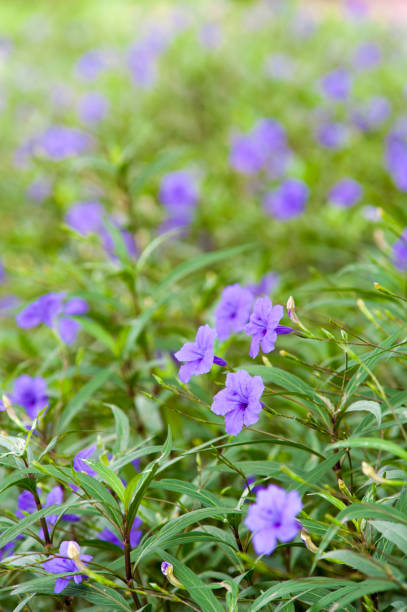 istock Purple flowers bloom in the morning. (Ruellia tuberosa) 820374922