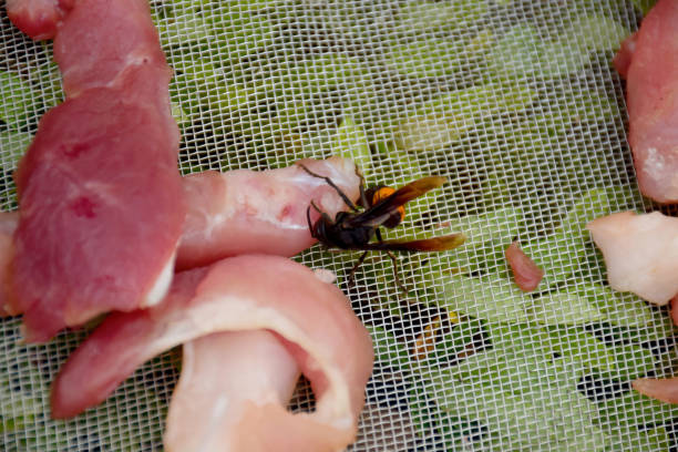 Wasp or Hornet eating Sun-Dried pork on the grill