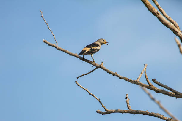 istock Purple-backed Starling in forest 820378692