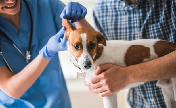 istock At the veterinarian 820378934