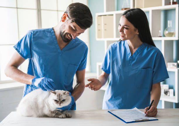 istock At the veterinarian 820379282