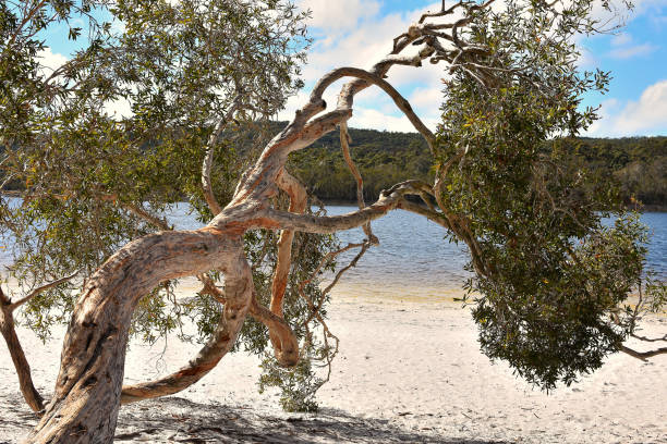 notrh stradbroke island