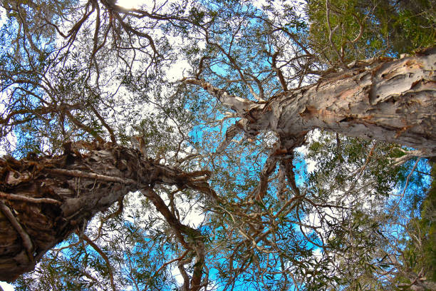 istock notrh stradbroke island 820379516