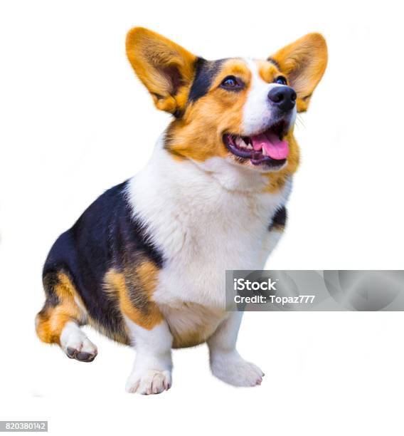 Corgi Dog On White Background Pembroke Welsh Corg Funny Corgi Pembroke In Studio In Front Of A White Background Corgi Dog Isolated On White Background Stock Photo - Download Image Now