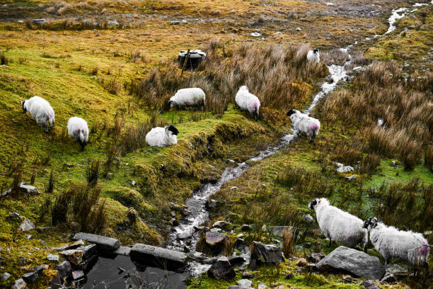 The livestock is grazing on green meadows next to a small river in the mountains of Donegal.