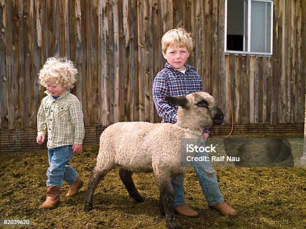 Kids With 4h Lamb Stock Photo - Download Image Now - Sheep, Childhood, Ranch