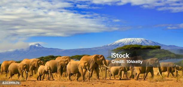 Kilimangiaro Tanzania Elefanti Africani Safari Kenya - Fotografie stock e altre immagini di Africa
