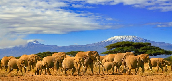African elephants on a safari trip to Kenya and a snow capped Kilimanjaro mountain in Tanzania in the background, under blue cloudy skies.