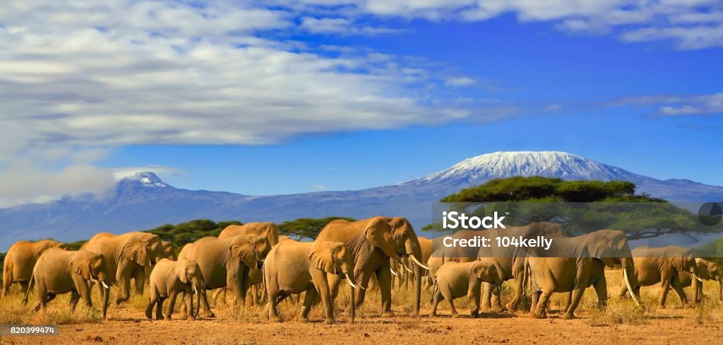 Kilimanjaro Tanzania African Elephants Safari Kenya African elephants on a safari trip to Kenya and a snow capped Kilimanjaro mountain in Tanzania in the background, under blue cloudy skies. Africa Stock Photo