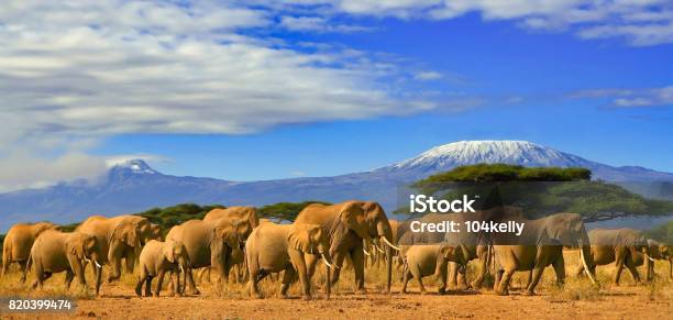 Kilimanjaro Tanzania African Elephants Safari Kenya Stock Photo - Download Image Now