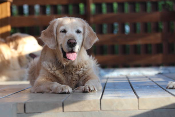 istock Beautiful golden retriver lie on the terrace. 820404072