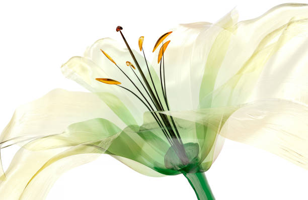 glass flower isolated , the lily flower