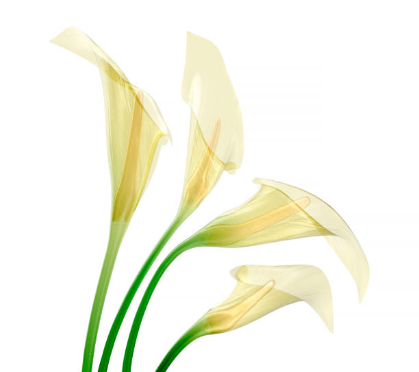 istock glass flower isolated , the lily flower 820421954