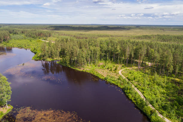 Aerial view of river among the forest. Summer nature landscape. stock photo