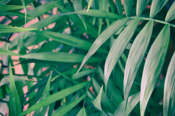 istock Tropical leaves on pastel pink background. floral background 820426784