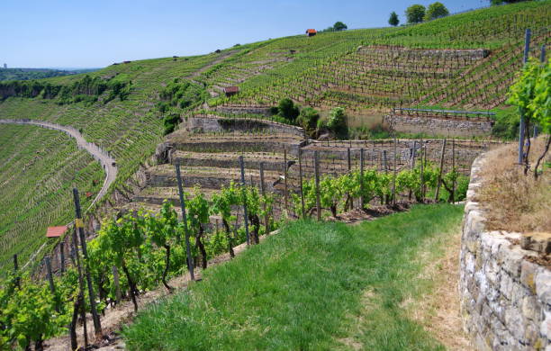 istock Wine growing in steep vineyards 820427466