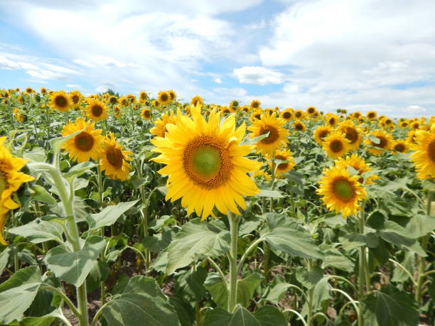 istock Field of sunflowers texture 820427768