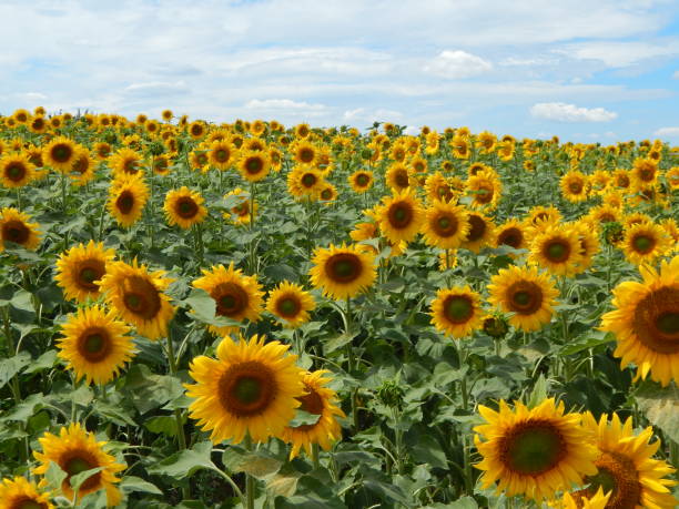 istock Field of sunflowers texture 820427934