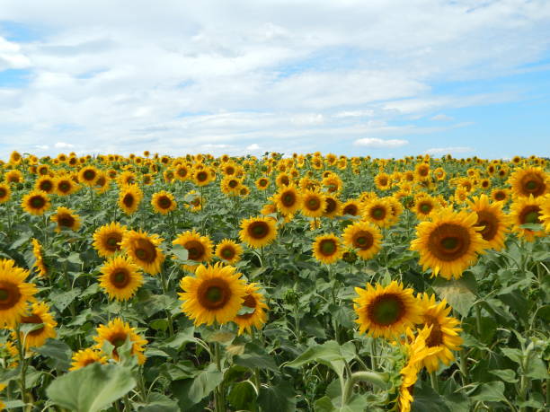 istock Field of sunflowers texture 820430188