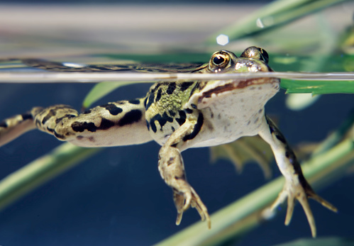 Frog in water (Rana esculenta or Pelophylax esculentus)