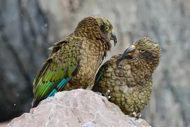 Two Alpine Parrots (kea) Nestor notabilis watching each other curiously in Arthur's Pass National Park, New Zealand.