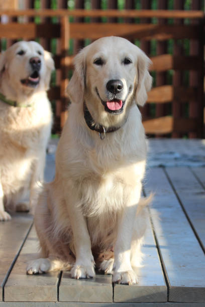 istock Golden retriever sitting on the terrace. 820448670