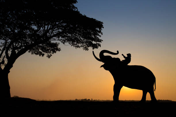 istock Silhouette of the elephant under a tree in Thailand. 820449018