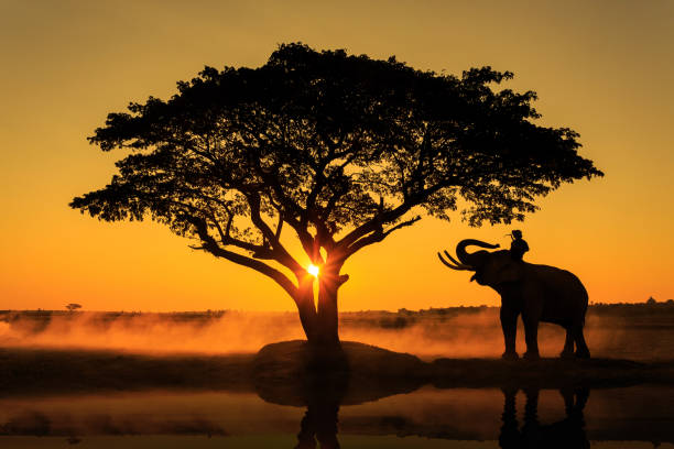 istock Silhouette of the elephant under a tree in Thailand. 820449202