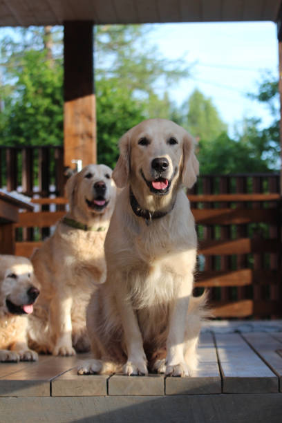 istock Golden retriever sitting on the terrace. 820454590