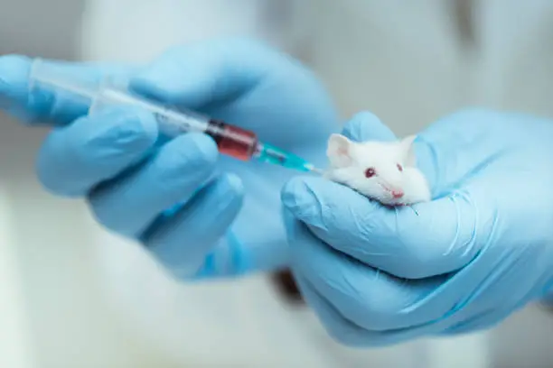 Doctor doing injection in mouse