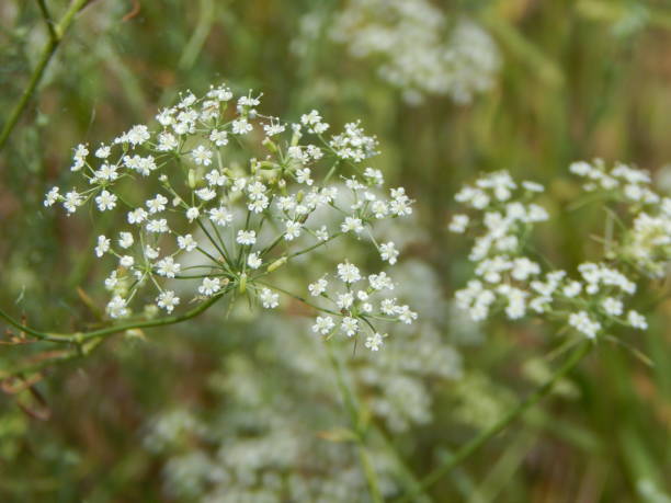 istock Wildflowers on the field 820462590