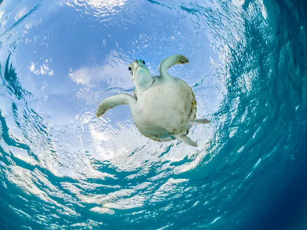 Photo of Sea turtle low angle close up.