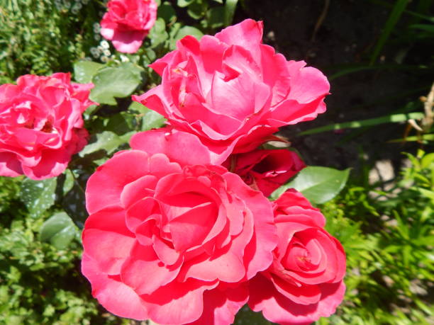 istock Flowers in the garden and vegetable 820473198
