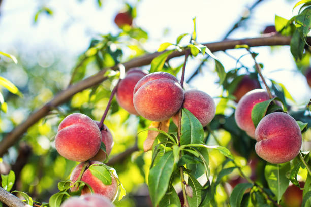 istock juicy peaches hang on a branch 820480868