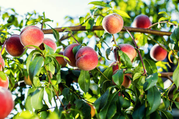 istock juicy peaches hang on a branch 820481004